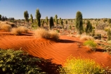 Allocasuarina-decaisneana;Anugu;arid;Australasia;Australia;Australian;Australian-Desert;Australian-Deserts;back-country;backcountry;Desert;Desert-Oak;Desert-Oaks;Deserts;flower;flowers;Kurkara;N.T.;National-Park;National-Parks;Northern-Territory;NT;Outback;red-centre;The-Outback;Uluru-_-Kata-Tjuta-National-Park;Uluru-_-Kata-Tjuta-World-Heritage-Area;UNESCO;Unesco-world-heritage-area;wildflower;wildflowers;World-Heritage-Area;World-Heritage-Areas