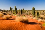 Allocasuarina-decaisneana;Anugu;arid;Australasia;Australia;Australian;Australian-Desert;Australian-Deserts;back-country;backcountry;Desert;Desert-Oak;Desert-Oaks;Deserts;Kurkara;N.T.;National-Park;National-Parks;Northern-Territory;NT;Outback;red-centre;The-Outback;Uluru-_-Kata-Tjuta-National-Park;Uluru-_-Kata-Tjuta-World-Heritage-Area;UNESCO;Unesco-world-heritage-area;World-Heritage-Area;World-Heritage-Areas