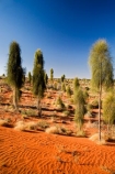 Allocasuarina-decaisneana;Anugu;arid;Australasia;Australia;Australian;Australian-Desert;Australian-Deserts;back-country;backcountry;Desert;Desert-Oak;Desert-Oaks;Deserts;Kurkara;N.T.;National-Park;National-Parks;Northern-Territory;NT;Outback;red-centre;The-Outback;Uluru-_-Kata-Tjuta-National-Park;Uluru-_-Kata-Tjuta-World-Heritage-Area;UNESCO;Unesco-world-heritage-area;World-Heritage-Area;World-Heritage-Areas