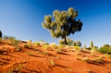 Allocasuarina-decaisneana;Anugu;arid;Australasia;Australia;Australian;Australian-Desert;Australian-Deserts;back-country;backcountry;Desert;Desert-Oak;Desert-Oaks;Deserts;Kurkara;N.T.;National-Park;National-Parks;Northern-Territory;NT;Outback;red-centre;The-Outback;Uluru-_-Kata-Tjuta-National-Park;Uluru-_-Kata-Tjuta-World-Heritage-Area;UNESCO;Unesco-world-heritage-area;World-Heritage-Area;World-Heritage-Areas