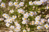 Anugu;arid;Australasia;Australia;Australian;Australian-Desert;Australian-Deserts;back-country;backcountry;Desert;Deserts;flower;flowers;N.T.;National-Park;National-Parks;Northern-Territory;NT;Outback;red-centre;The-Outback;Uluru-_-Kata-Tjuta-National-Park;Uluru-_-Kata-Tjuta-World-Heritage-Area;UNESCO;Unesco-world-heritage-area;wildflower;wildflowers;World-Heritage-Area;World-Heritage-Areas