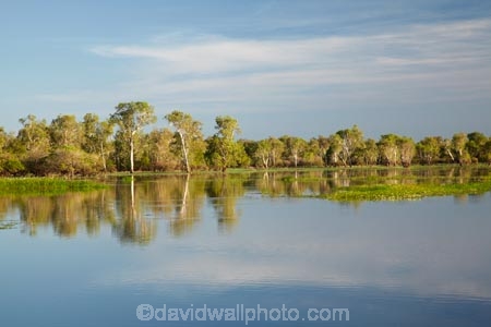 Australia;Australian;billabong;billabongs;calm;flood-plain;flood-plains;floodplain;floodplains;Gagadju;Gagudju-Dreaming;Kakadu;Kakadu-billabong;Kakadu-billabongs;Kakadu-flood-plain;Kakadu-flood-plains;Kakadu-floodplain;Kakadu-floodplains;Kakadu-N.P.;Kakadu-National-Park;Kakadu-NP;Kakadu-wetland;Kakadu-wetlands;N.T.;Northern-Territory;NT;placid;quiet;reflection;reflections;serene;smooth;still;Top-End;tranquil;tree;trees;UN-world-heritage-area;UN-world-heritage-site;UNESCO-World-Heritage-area;UNESCO-World-Heritage-Site;united-nations-world-heritage-area;united-nations-world-heritage-site;water;wetland;wetlands;wilderness;wilderness-area;wilderness-areas;world-heritage;world-heritage-area;world-heritage-areas;World-Heritage-Park;World-Heritage-site;World-Heritage-Sites;Yellow-Water;Yellow-Water-Billabong;Yellow-Water-Wetland;Yellow-Water-Wetlands
