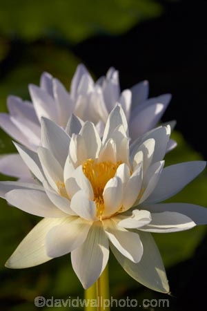 Australia;Australian;Barradjungga;billabong;billabongs;Blue-Lily;flood-plain;flood-plains;floodplain;floodplains;flower;flowers;Gagadju;Kakadu;Kakadu-N.P.;Kakadu-National-Park;Kakadu-NP;lilies;lily;N.T.;national-parks;Northern-Territory;NT;Nymphea-violacea;Top-End;UN-world-heritage-area;UN-world-heritage-site;UNESCO-World-Heritage-area;UNESCO-World-Heritage-Site;united-nations-world-heritage-area;united-nations-world-heritage-site;water-lilies;water-lily;wetland;wetlands;world-heritage;world-heritage-area;world-heritage-areas;World-Heritage-Park;World-Heritage-site;World-Heritage-Sites;Yellow-Water;Yellow-Water-Billabong;Yellow-Water-Wetland;Yellow-Water-Wetlands