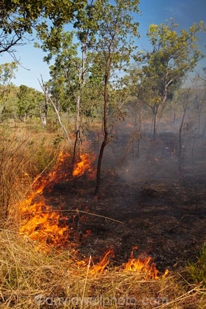 alight;Australasia;Australia;burn;burned;burning;burnoff;burnoffs;burns;burnt;bush-fire;bush-fires;danger;dangerous;destruction;fire;fires;flamable;flame;flames;flaming;grass-fire;grass-fires;Gregory-N.P;Gregory-National-Park;Gregory-NP;heat;hot;Jutpurra-N.P;Jutpurra-National-Park;Jutpurra-NP;N.T.;national-parks;Northern-Territory;NT;on-fire;orange;Top-End;Victoria-Highway;Victoria-River;wild-fire;wild-fires;wildfire;wildfires