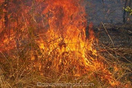 alight;Australasia;Australia;burn;burned;burning;burnoff;burnoffs;burns;burnt;bush-fire;bush-fires;danger;dangerous;destruction;fire;fires;flamable;flame;flames;flaming;grass-fire;grass-fires;Gregory-N.P;Gregory-National-Park;Gregory-NP;heat;hot;Jutpurra-N.P;Jutpurra-National-Park;Jutpurra-NP;N.T.;national-parks;Northern-Territory;NT;on-fire;orange;Top-End;Victoria-Highway;Victoria-River;wild-fire;wild-fires;wildfire;wildfires