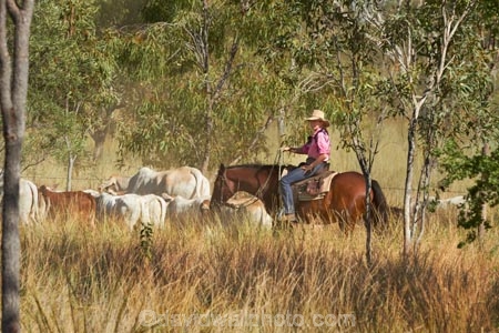 akubra;Australasia;Australia;Australian;Australian-Outback;back-country;backcountry;brahman-cows;brahmans;cattle;cattle-muster;cattle-mustering;cow;cowgirl;cowgirls;cows;horse;horseback;horses;muster;mustering;musters;N.T.;Northern-Territory;NT;Outback;Top-End;Victoria-Highway