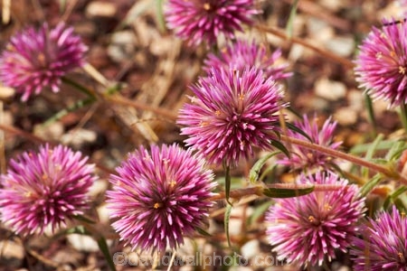 Australasia;Australia;bacherlors-buttons;flower;flowers;N.T.;Northern-Territory;NT;Top-End;Victoria-Highway;wildflower;wildflowers