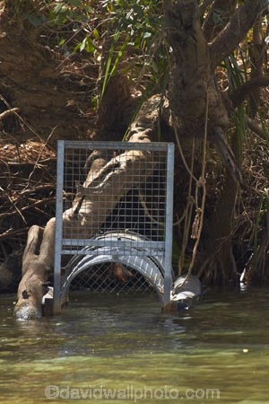 Australasia;Australia;cages;croc-trap;croc-traps;crocodile-cage;crocodile-snare;crocodile-snares;crocodile-trap;crocodile-traps;Katherine;Katherine-Gorge;Katherine-Gorge-National-Park;Katherine-River;N.T.;national-park;national-parks;Nitmiluk-N.P.;Nitmiluk-National-Park;Nitmiluk-NP;Northern-Territory;NT;Top-End