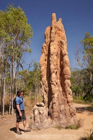 ant-hill;ant-hills;anthill;anthills;Australasia;Australia;Cathedral-mounds;Cathedral-Termite-mounds;Litchfield-N.P.;Litchfield-National-Park;Litchfield-NP;male;man;men;N.T.;Northern-Territory;NT;people;person;termitaria;termite-colonies;termite-colony;termite-hill;termite-hills;termite-mound;termite-mounds;termite-nest;termite-nests;Top-End;tourism;tourist;tourists