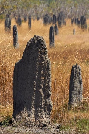 ant-hill;ant-hills;anthill;anthills;Australasia;Australia;Litchfield-N.P.;Litchfield-National-Park;Litchfield-NP;Magnetic-Termite-mounds;N.T.;Northern-Territory;NT;termitaria;termite-colonies;termite-colony;termite-hill;termite-hills;termite-mound;termite-mounds;termite-nest;termite-nests;Top-End