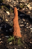 ant-hill;ant-hills;anthill;anthills;Australasia;Australia;Cathedral-mounds;Katherine;N.T.;Northern-Territory;NT;termitaria;termite-colonies;termite-colony;termite-hill;termite-hills;termite-mound;termite-mounds;termite-nest;termite-nests;Top-End;Victoria-Highway