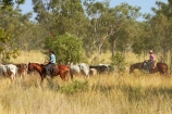 akubra;Australasia;Australia;Australian;Australian-Outback;back-country;backcountry;brahman-cows;brahmans;cattle;cattle-muster;cattle-mustering;cow;cowboy;cowboys;cowgirl;cowgirls;cows;horse;horseback;horses;muster;mustering;musters;N.T.;Northern-Territory;NT;Outback;Top-End;Victoria-Highway