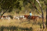 akubra;Australasia;Australia;Australian;Australian-Outback;back-country;backcountry;brahman-cows;brahmans;cattle;cattle-muster;cattle-mustering;cow;cowboy;cowboys;cows;horse;horseback;horses;muster;mustering;musters;N.T.;Northern-Territory;NT;Outback;Top-End;Victoria-Highway