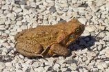 amphibian;amphibians;Australasia;Australia;Bufo-marinus;Cane-Toad;cane-toads;N.T.;Northern-Territory;NT;toad;toads;Top-End;Victoria-Highway