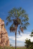Australasia;Australia;bluff;bluffs;cliff;cliffs;Katherine;Katherine-Gorge;Katherine-Gorge-National-Park;N.T.;national-park;national-parks;Nitmiluk-N.P.;Nitmiluk-National-Park;Nitmiluk-NP;Northern-Territory;NT;palm;palm-tree;palm-trees;palms;Top-End