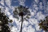 Australasia;Australia;Katherine;Katherine-Gorge;Katherine-Gorge-National-Park;N.T.;national-park;national-parks;Nitmiluk-N.P.;Nitmiluk-National-Park;Nitmiluk-NP;Northern-Territory;NT;palm;palm-tree;palm-trees;palms;Top-End