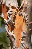 Australasia;Australia;bark;Katherine;Katherine-Gorge;Katherine-Gorge-National-Park;N.T.;national-park;national-parks;Nitmiluk-N.P.;Nitmiluk-National-Park;Nitmiluk-NP;Northern-Territory;NT;Top-End;tree
