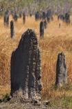 ant-hill;ant-hills;anthill;anthills;Australasia;Australia;Litchfield-N.P.;Litchfield-National-Park;Litchfield-NP;Magnetic-Termite-mounds;N.T.;Northern-Territory;NT;termitaria;termite-colonies;termite-colony;termite-hill;termite-hills;termite-mound;termite-mounds;termite-nest;termite-nests;Top-End