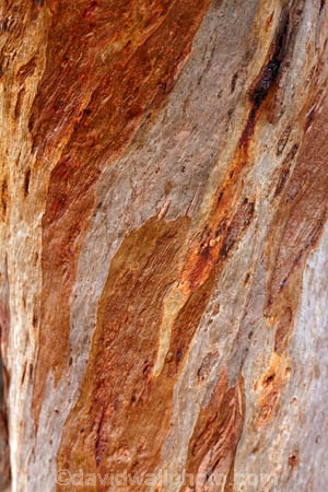 Australia;Australian;Queensland;outback;outback-Australia;outback-Queensland;Qld;Quilpie;Bark;gum-tree;tree;tree-trunk;trunk;trees;pattern;patterns;gum-trees;eucalyptus;eucalyptus-trees-eucalyptuses;brown;beige;white