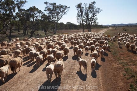 agricultural;agriculture;animals;Australasian;Australia;Australian;Australian-Outback;back-country;backcountry;backwoods;Carrieton;country;countryside;farm;farming;farms;Flinders-Ranges;muster;mustering;Outback;Outback-Travel;remote;remoteness;rural;S.A.;SA;sheep;South-Australia;South-Flinders-Ranges;stock