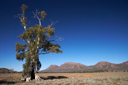 Australasian;Australia;Australian;Australian-Outback;back-country;backcountry;backwoods;Cazneaux-Tree;eucalypt;eucalypts;eucalyptus;eucalytis;Flinders-Ranges;Flinders-Ranges-N.P.;Flinders-Ranges-National-Park;Flinders-Ranges-NP;gum;gum-tree;gum-trees;gums;national-park;national-parks;Outback;Outback-Travel;remote;remoteness;S.A.;SA;South-Australia;South-Flinders-Ranges;The-Cazneaux-Tree;tree;trees;Wilpena-Pound