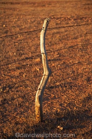 agricultural;agriculture;Australasian;Australia;Australian;Australian-Outback;back-country;backcountry;backwoods;country;countryside;farm;farming;farmland;farms;fence;fence-line;fence-lines;fence-post;fence_line;fence_lines;fenceline;fencelines;fencepost;fences;field;fields;Flinders-Ranges;meadow;meadows;Outback;Outback-Travel;paddock;paddocks;pasture;pastures;remote;remoteness;rural;S.A.;SA;South-Australia;South-Flinders-Ranges