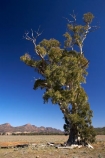 Australasian;Australia;Australian;Australian-Outback;back-country;backcountry;backwoods;Cazneaux-Tree;eucalypt;eucalypts;eucalyptus;eucalytis;Flinders-Ranges;Flinders-Ranges-N.P.;Flinders-Ranges-National-Park;Flinders-Ranges-NP;gum;gum-tree;gum-trees;gums;national-park;national-parks;Outback;Outback-Travel;remote;remoteness;S.A.;SA;South-Australia;South-Flinders-Ranges;The-Cazneaux-Tree;tree;trees;Wilpena-Pound