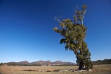 Australasian;Australia;Australian;Australian-Outback;back-country;backcountry;backwoods;Cazneaux-Tree;eucalypt;eucalypts;eucalyptus;eucalytis;Flinders-Ranges;Flinders-Ranges-N.P.;Flinders-Ranges-National-Park;Flinders-Ranges-NP;gum;gum-tree;gum-trees;gums;national-park;national-parks;Outback;Outback-Travel;remote;remoteness;S.A.;SA;South-Australia;South-Flinders-Ranges;The-Cazneaux-Tree;tree;trees;Wilpena-Pound
