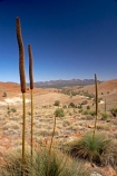 Australasian;Australia;Australian;Australian-Outback;back-country;backcountry;backwoods;Flinders-Ranges;Flinders-Ranges-N.P.;Flinders-Ranges-National-Park;Flinders-Ranges-NP;Grass-Tree;Grass-Trees;Hucks-Lookout;national-park;national-parks;Outback;Outback-Travel;remote;remoteness;S.A.;SA;South-Australia;South-Flinders-Ranges;Wilpena-Pound