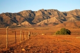 agricultural;agriculture;Australasian;Australia;Australian;Australian-Outback;back-country;backcountry;backwoods;country;countryside;farm;farming;farmland;farms;fence;fence-line;fence-lines;fence_line;fence_lines;fenceline;fencelines;fences;field;fields;Flinders-Ranges;Flinders-Ranges-N.P.;Flinders-Ranges-National-Park;Flinders-Ranges-NP;meadow;meadows;national-park;national-parks;Outback;Outback-Travel;paddock;paddocks;pasture;pastures;remote;remoteness;rural;S.A.;SA;South-Australia;South-Flinders-Ranges;Wilpena-Pound