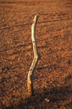 agricultural;agriculture;Australasian;Australia;Australian;Australian-Outback;back-country;backcountry;backwoods;country;countryside;farm;farming;farmland;farms;fence;fence-line;fence-lines;fence-post;fence_line;fence_lines;fenceline;fencelines;fencepost;fences;field;fields;Flinders-Ranges;meadow;meadows;Outback;Outback-Travel;paddock;paddocks;pasture;pastures;remote;remoteness;rural;S.A.;SA;South-Australia;South-Flinders-Ranges