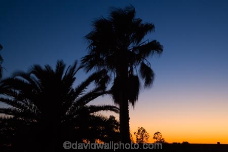 arid;Australasia;Australasian;Australia;Australian;Australian-Desert;Australian-Deserts;Australian-Outback;back-country;backcountry;backwoods;break-of-day;Cadney-Homestead;Cadney-Homestead-Road-House;Cadney-Homestead-Roadhouse;Cadney-Road-House;countryside;dawn;dawning;daybreak;desert;Deserts;first-light;morning;orange;Outback;palm-tree;palm-trees;red-centre;remote;remoteness;Road-House;Road-Houses;Roadhouse;Roadhouses;rural;S.A.;SA;silhouette;silhouettes;sky;South-Australia;Stuart-Highway;sunrise;sunrises;sunup;twilight;wilderness