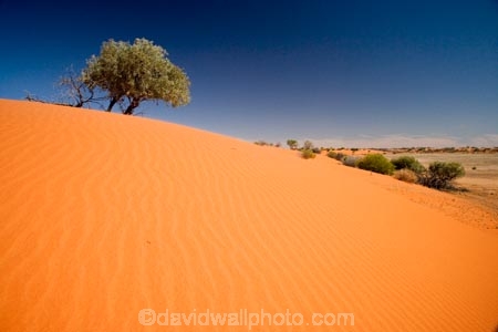 arid;Australasia;Australia;Australian;Australian-Desert;Australian-Deserts;Australian-Outback;back-country;backcountry;backwoods;Bollards-Lagoon-Road;country;countryside;desert;deserts;dry;dune;dunes;geographic;geography;outback;prints;red-centre;remote;remoteness;ripple;ripples;rock;rural;S.A.;SA;sand;sand-dune;sand-dunes;sand-hill;sand-hills;sand-ripple;sand-ripples;sand_dune;sand_dunes;sand_hill;sand_hills;sanddune;sanddunes;sandhill;sandhills;sandy;South-Australia;Strezlecki-Track;Strezleki-Track;Strzelecki-Track;wilderness;wind-ripple;wind-ripples