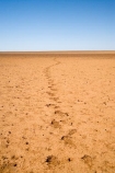 arid;Australasia;Australasian;Australia;Australian;Australian-Desert;Australian-Deserts;Australian-Outback;back-country;backcountry;backwoods;barren;country;countryside;desert;Deserts;dry;empty;flat;foot-print;foot-prints;foot_print;foot_prints;footprint;footprints;hot;Oodnadatta-Track;Outback;outback-travel;red-centre;remote;remoteness;rural;S.A.;SA;sand;South-Australia;track;tracks;vast