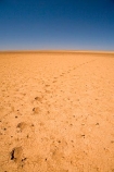 arid;Australasia;Australasian;Australia;Australian;Australian-Desert;Australian-Deserts;Australian-Outback;back-country;backcountry;backwoods;barren;country;countryside;desert;Deserts;dry;empty;flat;foot-print;foot-prints;foot_print;foot_prints;footprint;footprints;hot;Oodnadatta-Track;Outback;outback-travel;red-centre;remote;remoteness;rural;S.A.;SA;sand;South-Australia;track;tracks;vast