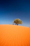 arid;Australasia;Australia;Australian;Australian-Desert;Australian-Deserts;Australian-Outback;back-country;backcountry;backwoods;Bollards-Lagoon-Road;country;countryside;desert;deserts;dry;dune;dunes;geographic;geography;outback;prints;red-centre;remote;remoteness;ripple;ripples;rock;rural;S.A.;SA;sand;sand-dune;sand-dunes;sand-hill;sand-hills;sand-ripple;sand-ripples;sand_dune;sand_dunes;sand_hill;sand_hills;sanddune;sanddunes;sandhill;sandhills;sandy;South-Australia;Strezlecki-Track;Strezleki-Track;Strzelecki-Track;wilderness;wind-ripple;wind-ripples