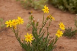 South-Australia;SA;S.A.;Australia;Australian;outback;outback-Australia;Strzeleki-Track;Annual-Yellowtop;Senecio-gregorii;fleshy-groundsel;annual;annuals;flower;flowers;wildflower;wildflowers;wild;Strzeleki-Desert;desert;deserts;yellow;Strzelecki-Track;Strzelecki-Desert