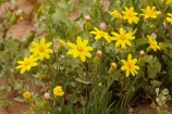 South-Australia;SA;S.A.;Australia;Australian;outback;outback-Australia;Strzeleki-Track;Annual-Yellowtop;Senecio-gregorii;fleshy-groundsel;annual;annuals;flower;flowers;wildflower;wildflowers;wild;Strzeleki-Desert;desert;deserts;yellow;Strzelecki-Track;Strzelecki-Desert