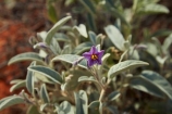 South-Australia;SA;S.A.;Australia;Australian;outback;outback-Australia;Simpson-Desert;desert;deserts;Munga_Thirri–Simpson-Desert-National-Park;Munga_Thirri–Simpson-Desert-Conservation-Park;Simpson-Desert-Conservation-Park;Simpson-Desert-National-Park;Munga_Thirri–Simpson-Desert-NP;French-Line;The-French-Line;Wildflowers;annual;annuals;flower;flowers;wildflower;wild;Bush-Tomato;Desert-Raisin;Solanum-centrale;The-French-Line;national-parks