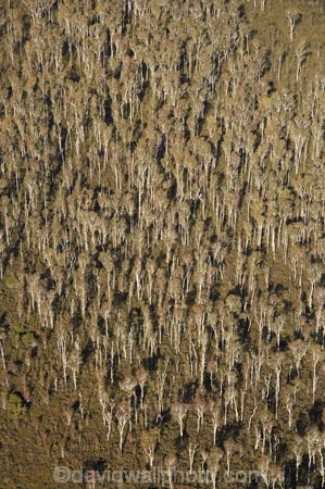 aerial;aerial-photo;aerial-photograph;aerial-photographs;aerial-photography;aerial-photos;aerial-view;aerial-views;aerials;Australasian;Australia;Australian;Forest;forests;Mount-Coolum-N.P.;Mount-Coolum-National-Park;Mount-Coolum-NP;Mt-Coolum-N.P.;Mt-Coolum-National-Park;Mt-Coolum-NP;Mt.-Coolum-N.P.;Mt.-Coolum-National-Park;Mt.-Coolum-NP;Qld;Queensland;Sunshine-Coast;tree;trees