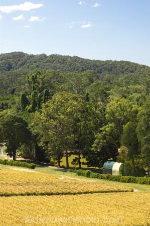 agricultural;agriculture;australasia;Australia;australian;crop;crops;farm;farming;farms;field;fields;fruit;fruits;pattern;patterns;pinapples;pine_apple;pine_apples;pineapple;Queensland;rural;Sunshine-Coast;tropical