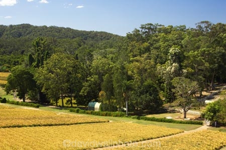 agricultural;agriculture;australasia;Australia;australian;crop;crops;farm;farming;farms;field;fields;fruit;fruits;pattern;patterns;pinapples;pine_apple;pine_apples;pineapple;Queensland;rural;Sunshine-Coast;tropical