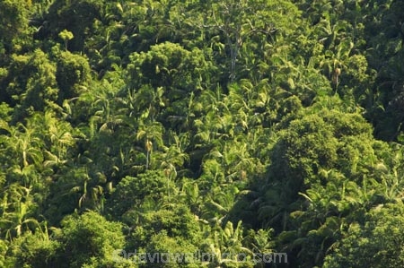 australasia;Australia;australian;bush;forest;forests;green;Hinterland;lush;Mapleton-Falls-National-Park;natural;nature;palm;palms;Queensland;rain-forest;rain-forests;rain_forest;rain_forests;rainforest;rainforests;rainy;Sunshine-Coast;tree;trees;wilderness;woods