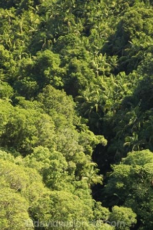 australasia;Australia;australian;bush;forest;forests;green;Hinterland;lush;Mapleton-Falls-National-Park;natural;nature;palm;palms;Queensland;rain-forest;rain-forests;rain_forest;rain_forests;rainforest;rainforests;rainy;Sunshine-Coast;tree;trees;wilderness;woods