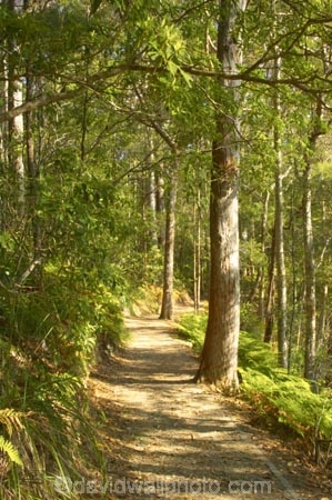 australasia;Australia;australian;bush;footpath;footpaths;forest;forests;green;Hinterland;Kondalilla-National-Park;lush;natural;nature;path;paths;Queensland;rain;rain-forest;rain-forests;rain_forest;rain_forests;rainforest;rainforests;rainy;Sunshine-Coast;track;tracks;tree;trees;trunk;trunks;walking-track;wilderness;woods