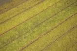 aerial;aerials;agricultural;agriculture;australasia;Australia;australian;crop;crops;farm;farming;farms;field;fields;pattern;patterns;Queensland;rural;sugar-cane;sugar_cane;Sugarcane;Sunshine-Coast;tropical