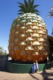 australasia;Australia;australian;big;big-fruit;fruit;fruits;giant;huge;icon;icons;pattern;patterns;pinapples;pine_apple;pine_apples;pineapple;Queensland;Sunshine-Coast;the-big-pineapple;tropical