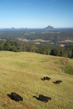 agricultural;agriculture;Australasian;Australia;Australian;Candle-Mountain;country;countryside;cow;cows;farm;farming;farmland;farms;field;fields;Glass-House-Mountains;Glasshouse-Mountains;livestock;Maleny;meadow;meadows;Mount-Beerwah;Mt-Beerwah;Mt.-Beerwah;paddock;paddocks;pasture;pastures;Qld;Queensland;rural;stock;Sunshine-Coast;volcanic-plug;volcanic-plugs