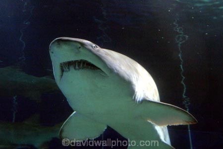 shark;underwater;under_water;fish;danger;dangerous;predator;predators;terror;terrifying;scary;swim;swims;swimming