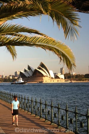 australia;sydney;cove;harbour;harbours;harbors;harbor;icon;icons;australian;landmark;landmarks;palm;palms;footpath;sidewalk;fence;rail;railing;opera-house;opera;house